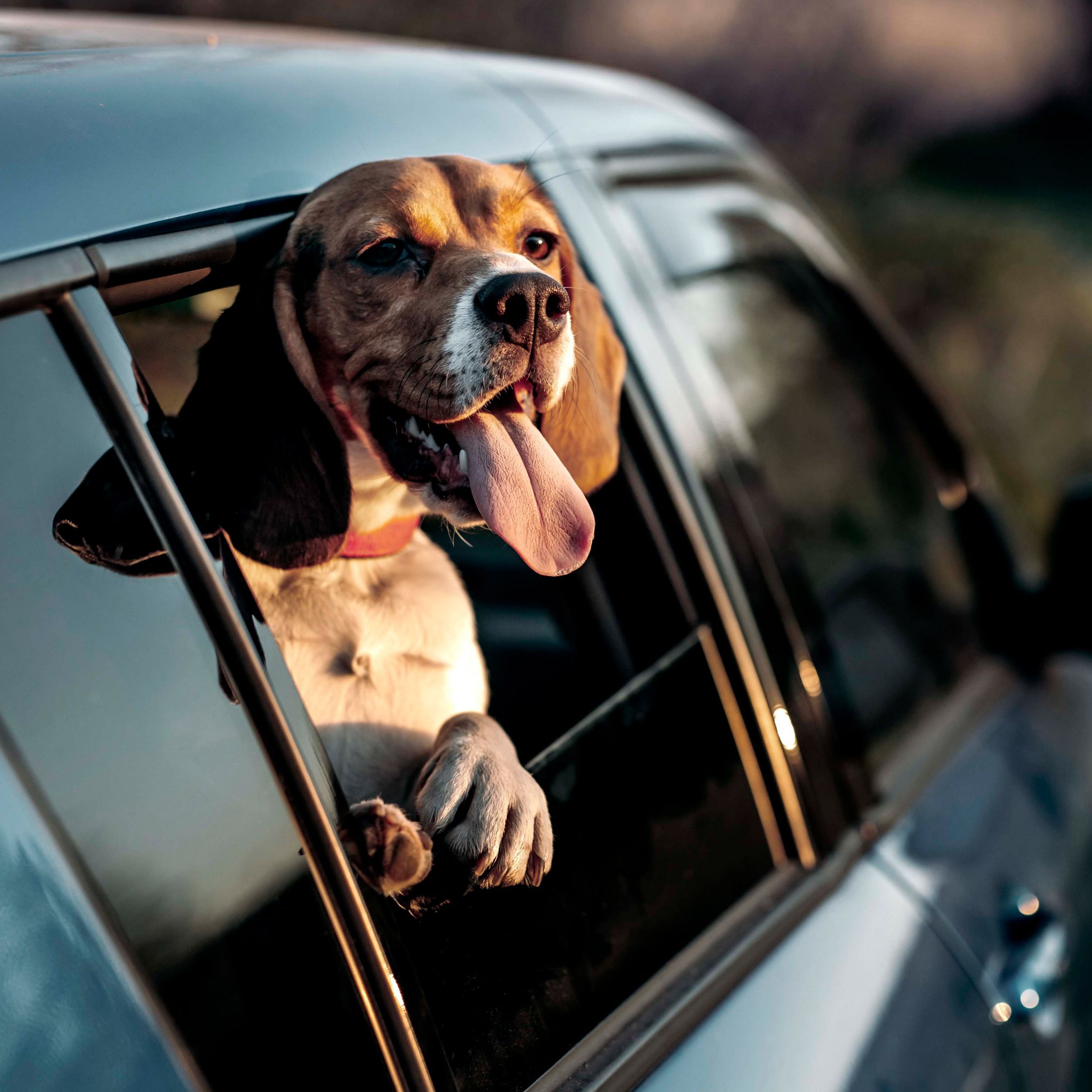 Un cagnolino guarda fuori dal finestrino di un’auto parcheggiata con curiosità e soddisfazione